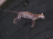 तेंदुआ की कुएं में डूबने से मौत, पेंच टाइगर रिजर्व प्रशासन ने की जांच