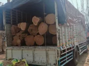 सागौन तस्करी का प्रयास नाकाम: पेंच टाइगर रिजर्व की वन टीम ने ट्रक सहित 32 नग सागौन लट्ठों को पकड़ा