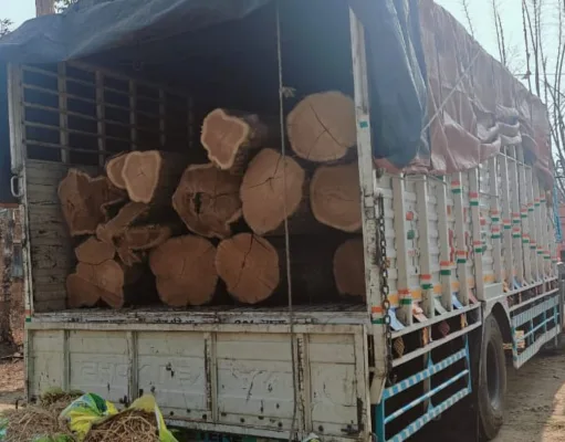 सागौन तस्करी का प्रयास नाकाम: पेंच टाइगर रिजर्व की वन टीम ने ट्रक सहित 32 नग सागौन लट्ठों को पकड़ा