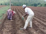 हल्की ज़मीन, ऊँचा उत्पादन: उच्च घनत्व रोपण पध्दति से कृषक कन्नुलाल का उत्पादन हुआ दोगुना