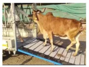 भारत में मवेशियों के परिवहन के लिए बनाया गया नया स्मार्ट पिंजरा