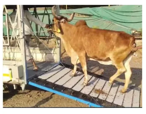 भारत में मवेशियों के परिवहन के लिए बनाया गया नया स्मार्ट पिंजरा