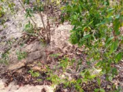 पेंच टाइगर रिजर्व: कत्थाभट्टी नाला में 7 माह के बाघ शावक का शव मिला, सभी अंग सुरक्षित, जांच जारी..