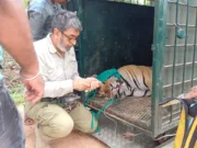 सिवनी: बाघ के हमले में युवक की मौत, सात माह में दूसरी घटना — वन विभाग ने किया बाघ का सुरक्षित रेस्क्यू