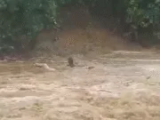 हर्रई : उफनती नदी में बही बैलगाड़ी, किसान ने जोखिम उठाकर बचाई अपनी और बैलों की जान,वीडियो वायरल