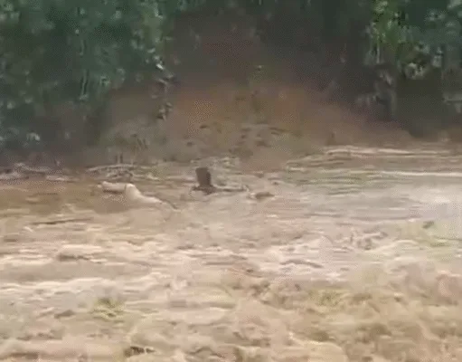 हर्रई : उफनती नदी में बही बैलगाड़ी, किसान ने जोखिम उठाकर बचाई अपनी और बैलों की जान,वीडियो वायरल