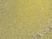 अमरवाड़ा: कागजों में लगी मूंग को बेचने में हो रही मारामारी