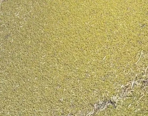 अमरवाड़ा: कागजों में लगी मूंग को बेचने में हो रही मारामारी