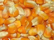 किसानों की उपज समर्थन मूल्य से कम पर बिक रही, घोषणा से नहीं होगा लाभ