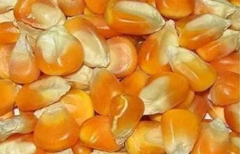 किसानों की उपज समर्थन मूल्य से कम पर बिक रही, घोषणा से नहीं होगा लाभ