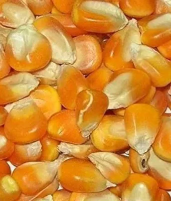 अन्नदाता के साथ विश्वासघात! MSP के नाम पर मात्र 10 रुपये की ‘भीख’, चुनावी वादे निकले हवाई