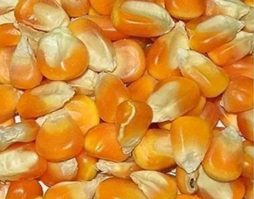 किसानों की उपज समर्थन मूल्य से कम पर बिक रही, घोषणा से नहीं होगा लाभ