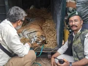 पेंच टाइगर रिजर्व में घायल बाघ शावक का सफल रेस्क्यू, वन विहार भोपाल में होगा उपचार