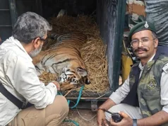 पेंच टाइगर रिजर्व में घायल बाघ शावक का सफल रेस्क्यू, वन विहार भोपाल में होगा उपचार