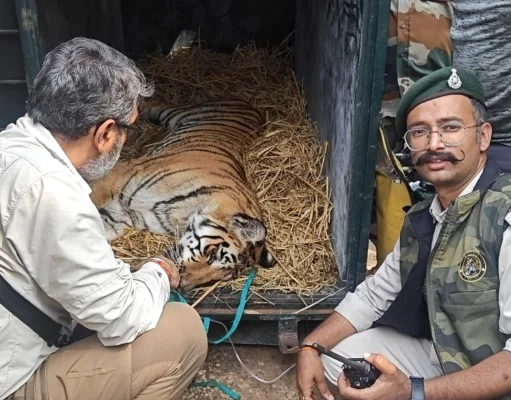 पेंच टाइगर रिजर्व में घायल बाघ शावक का सफल रेस्क्यू, वन विहार भोपाल में होगा उपचार