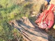 पेंच टाइगर रिजर्व बफर क्षेत्र में बाघ का हमला, किसान की मौत, गांव में दहशत