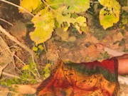 पेंच टाइगर रिजर्व बफर जोन में बाघ का हमला, युवक की मौत से इलाके में दहशत