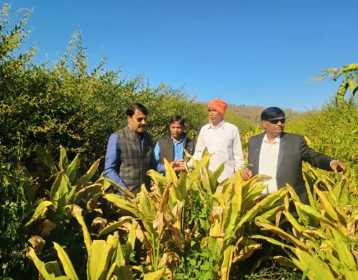 भुम्मा की जैविक हल्दी की गूंज ऑस्ट्रेलिया, पेरिस और जापान तक 1 एकड़ से किसान ने कमाए लाखों