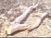 लावघोगरी के जंगल में खुलेआम चल रही कुल्हाड़ी