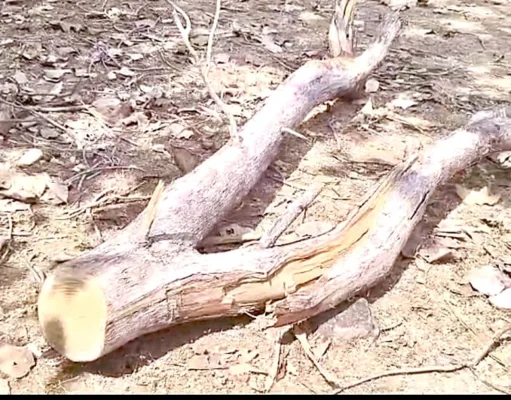 लावघोगरी के जंगल में खुलेआम चल रही कुल्हाड़ी