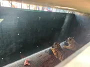 पेंच टाइगर रिज़र्व में मंदिर के पास मिले दो कमजोर बाघ शावक, सुरक्षित रेस्क्यू कर सतपुड़ा टाइगर रिज़र्व भेजे गए