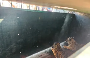 पेंच टाइगर रिज़र्व में मंदिर के पास मिले दो कमजोर बाघ शावक, सुरक्षित रेस्क्यू कर सतपुड़ा टाइगर रिज़र्व भेजे गए