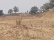 अमरवाड़ा में ‘फसल सिंडिकेट’ का खेल, कागजों में लहलहा रही फर्जी फसलें