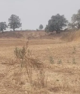 अमरवाड़ा में ‘फसल सिंडिकेट’ का खेल, कागजों में लहलहा रही फर्जी फसलें