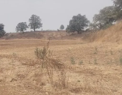 अमरवाड़ा में ‘फसल सिंडिकेट’ का खेल, कागजों में लहलहा रही फर्जी फसलें