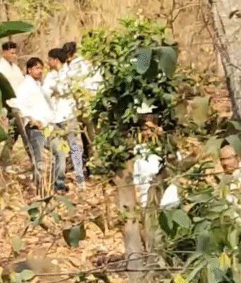 पेंच टाइगर रिजर्व बफर क्षेत्र में बाघ का हमला, थोटा गुमतरा के युवक की मौत