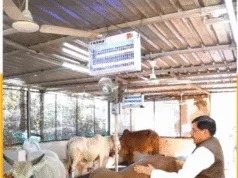 MP में स्वावलंबी गौशालाओं की स्थापना नीति-2025 लागू