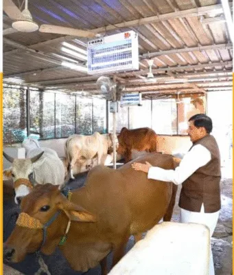 MP में स्वावलंबी गौशालाओं की स्थापना नीति-2025 लागू