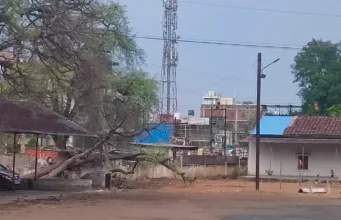 छिंदवाड़ा में तेज आंधी-तूफान: दर्जनों पेड़ गिरे, बिजली गुल, गर्मी से मिली राहत, एक घायल