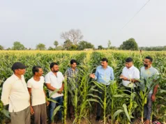 75 दिन में बदली खेती की तस्वीर, स्वीट कॉर्न से छिन्दवाड़ा के किसान कमा रहे हैं लाखों का मुनाफा