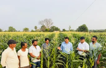75 दिन में बदली खेती की तस्वीर, स्वीट कॉर्न से छिन्दवाड़ा के किसान कमा रहे हैं लाखों का मुनाफा