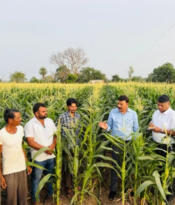 75 दिन में बदली खेती की तस्वीर, स्वीट कॉर्न से छिन्दवाड़ा के किसान कमा रहे हैं लाखों का मुनाफा
