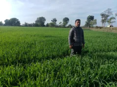 मिट्टी में जड़ें, विज्ञान से उड़ान : टीकमगढ़ के एक किसान ने बिना जुताई के उगाया सोना…