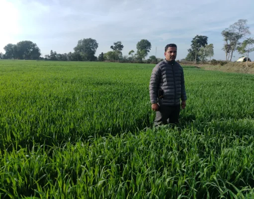 मिट्टी में जड़ें, विज्ञान से उड़ान : टीकमगढ़ के एक किसान ने बिना जुताई के उगाया सोना…