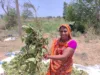 छिंदवाड़ा की ओम कुमारी ने लिखी ‘जीरो टिलेज’ की नई गाथा