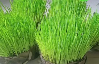 क्यों मनाया जाता है:भुजरिया-कजलिया पर्व