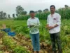 तकनीकी मार्गदर्शन ने बदली खेती की दिशा किसान ने एक एकड़ से कमाए 15 लाख