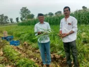 तकनीकी मार्गदर्शन ने बदली खेती की दिशा किसान ने एक एकड़ से कमाए 15 लाख