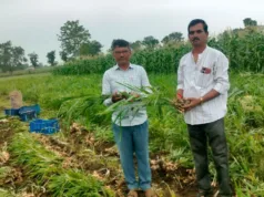 तकनीकी मार्गदर्शन ने बदली खेती की दिशा किसान ने एक एकड़ से कमाए 15 लाख