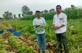 तकनीकी मार्गदर्शन ने बदली खेती की दिशा किसान ने एक एकड़ से कमाए 15 लाख