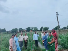 प्राकृतिक खेती से 2 एकड़ में उत्पादित स्वीट कॉर्न से 2 लाख रूपये की शुध्द आय