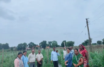 प्राकृतिक खेती से 2 एकड़ में उत्पादित स्वीट कॉर्न से 2 लाख रूपये की शुध्द आय