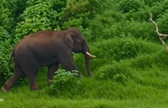 जंगली हाथी का हमला, 60 वर्षीय बुजुर्ग घायल