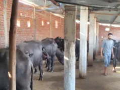 डॉ. भीमराव अंबेडकर कामधेनु योजना ने बदली किसान की तकदीर भगवानदास कमा रहे ₹18-20 हजार रोज
