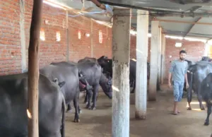 डॉ. भीमराव अंबेडकर कामधेनु योजना ने बदली किसान की तकदीर भगवानदास कमा रहे ₹18-20 हजार रोज
