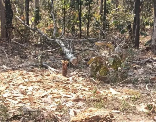 जंगल के अंदर ही बना रहे सिल्लियां बिछुआ रेंज की दस बीटों में हो रही सागौन कटाई